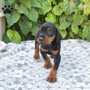 Rio, Doberman Pinscher Puppy
