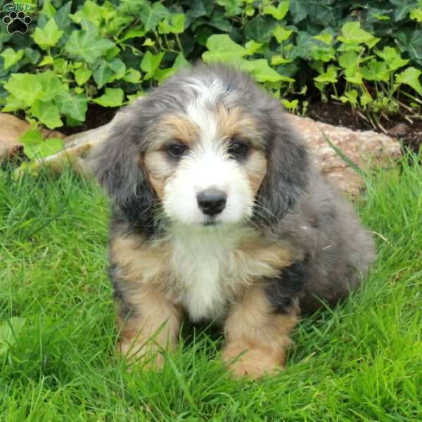 Rio, Mini Bernedoodle Puppy