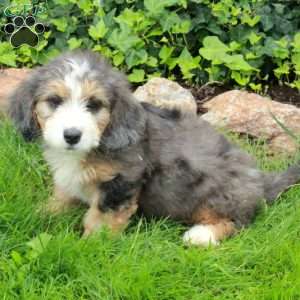 Rio, Mini Bernedoodle Puppy