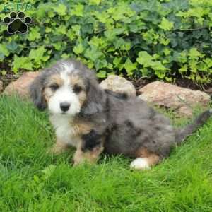 Rio, Mini Bernedoodle Puppy
