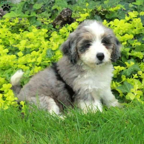 Riot, Mini Bernedoodle Puppy