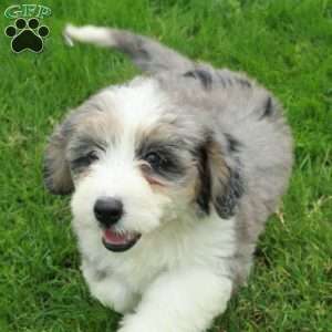 Riot, Mini Bernedoodle Puppy