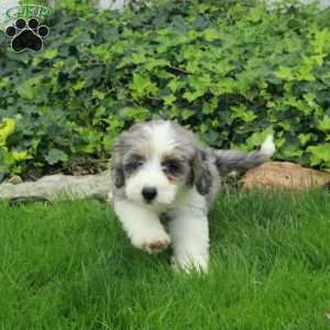 Riot, Mini Bernedoodle Puppy