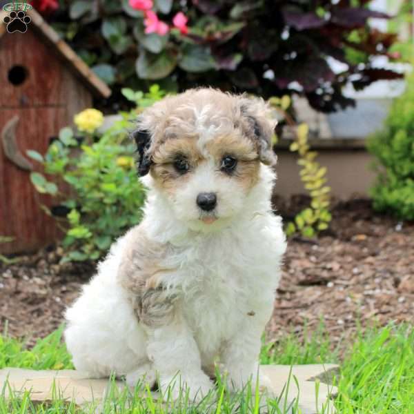 Ripley, Maltipoo Puppy