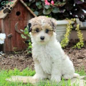 Ripley, Maltipoo Puppy