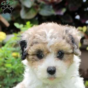 Ripley, Maltipoo Puppy