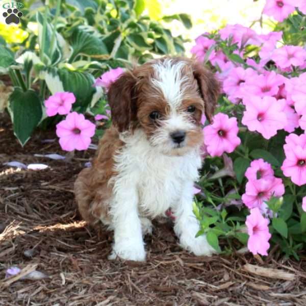 Rita, Cavapoo Puppy