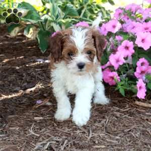 Rita, Cavapoo Puppy