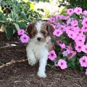 Rita, Cavapoo Puppy