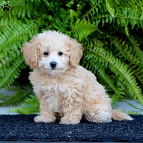 Rita, Bich-Poo Puppy