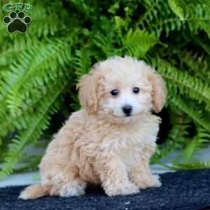 Rita, Bich-Poo Puppy
