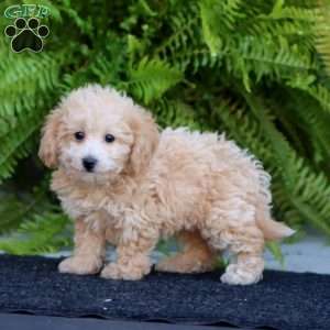 Rita, Bich-Poo Puppy