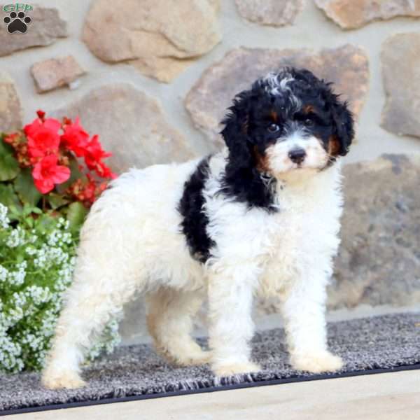 Ritz, Mini Bernedoodle Puppy