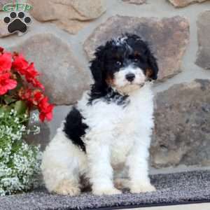 Ritz, Mini Bernedoodle Puppy