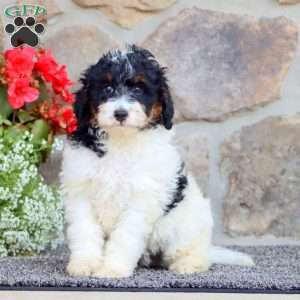 Ritz, Mini Bernedoodle Puppy
