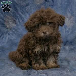 River, Havanese Puppy