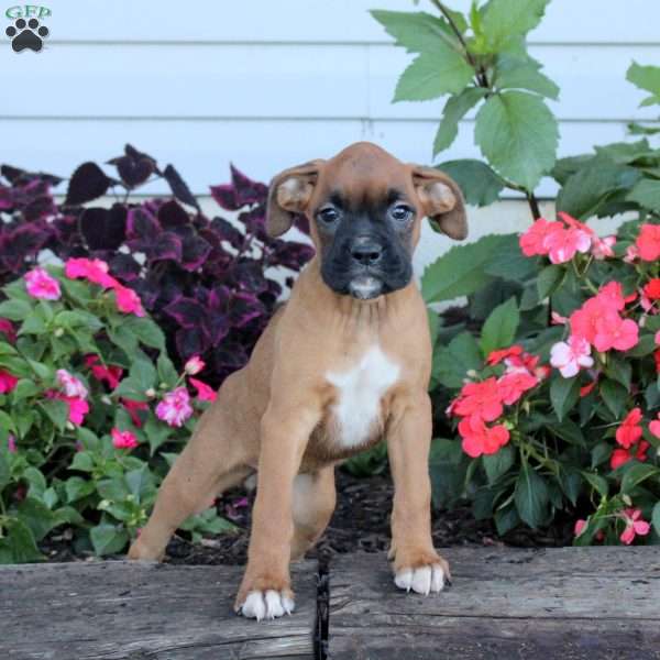 River, Boxer Puppy
