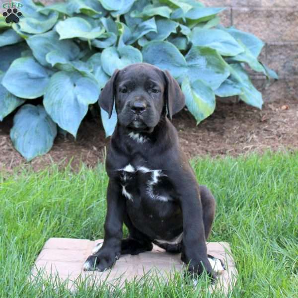 River, Cane Corso Puppy