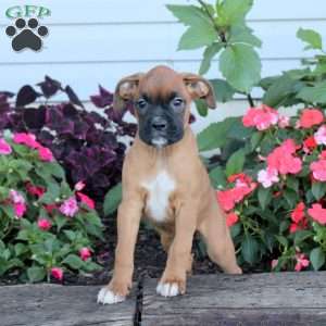 River, Boxer Puppy