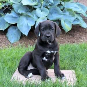 River, Cane Corso Puppy