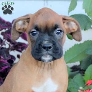 River, Boxer Puppy