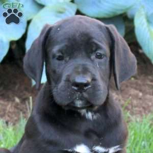 River, Cane Corso Puppy