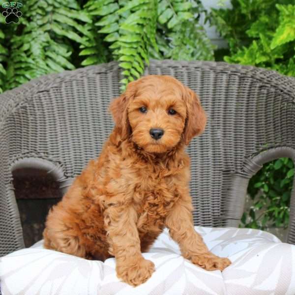 River, Mini Goldendoodle Puppy