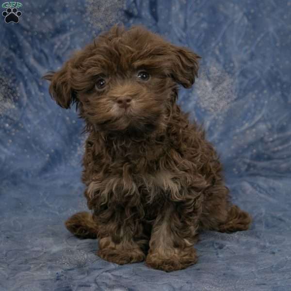 River, Havanese Puppy