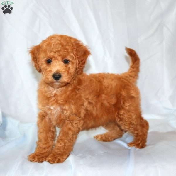 Robby, Cavapoo Puppy