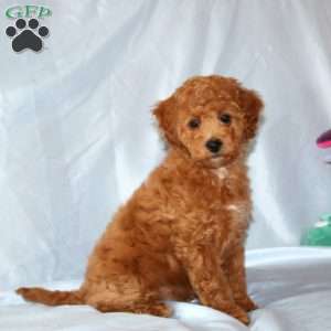 Robby, Cavapoo Puppy