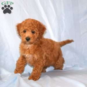 Robby, Cavapoo Puppy