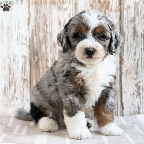 Robert, Mini Bernedoodle Puppy