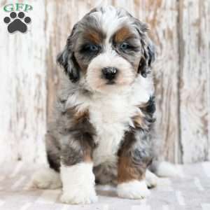 Robert, Mini Bernedoodle Puppy