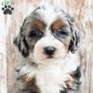 Robert, Mini Bernedoodle Puppy