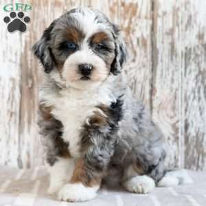 Robert, Mini Bernedoodle Puppy