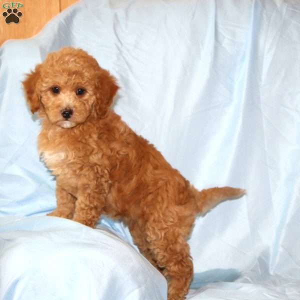Robin, Cavapoo Puppy