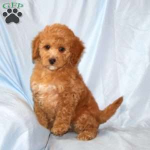 Robin, Cavapoo Puppy