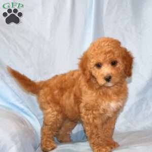 Robin, Cavapoo Puppy