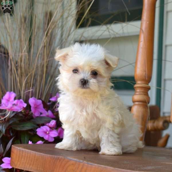Rocket, Maltese Puppy