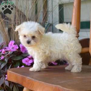 Rocket, Maltese Puppy