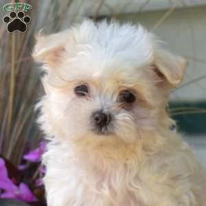 Rocket, Maltese Puppy