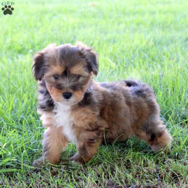 Rocky, Havanese Puppy