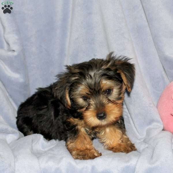 Rocky, Yorkie Puppy
