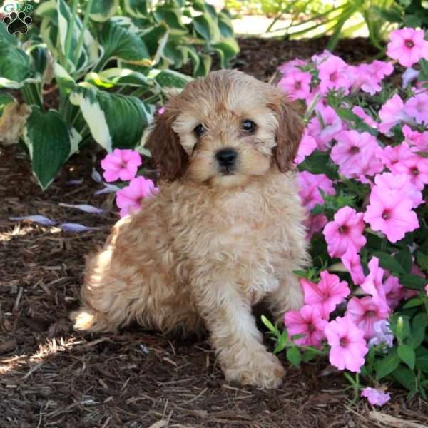 Rocky, Cavapoo Puppy