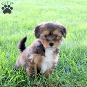 Rocky, Havanese Puppy