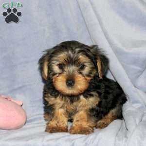 Rocky, Yorkie Puppy