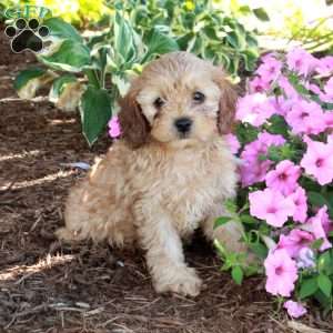 Rocky, Cavapoo Puppy