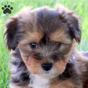 Rocky, Havanese Puppy