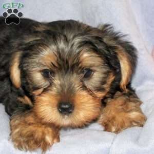Rocky, Yorkie Puppy