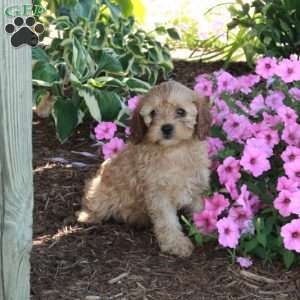 Rocky, Cavapoo Puppy